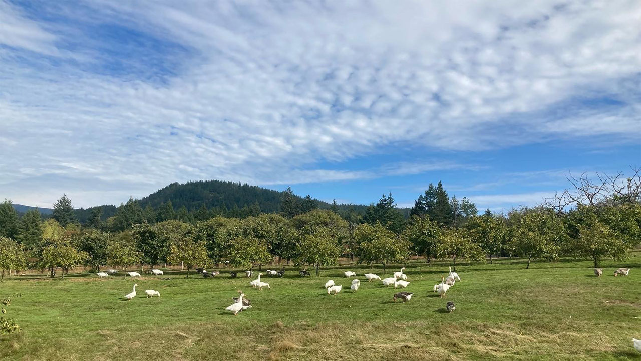 geese in orchard